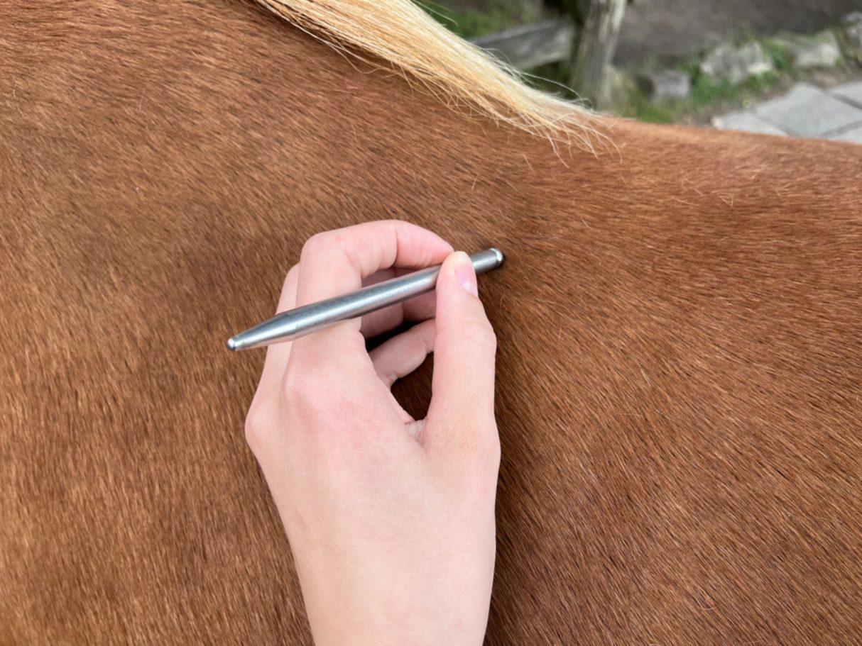 Untersuchung des Rückens mit Physio-Stäbchen zum Abklären einer Lahmheit