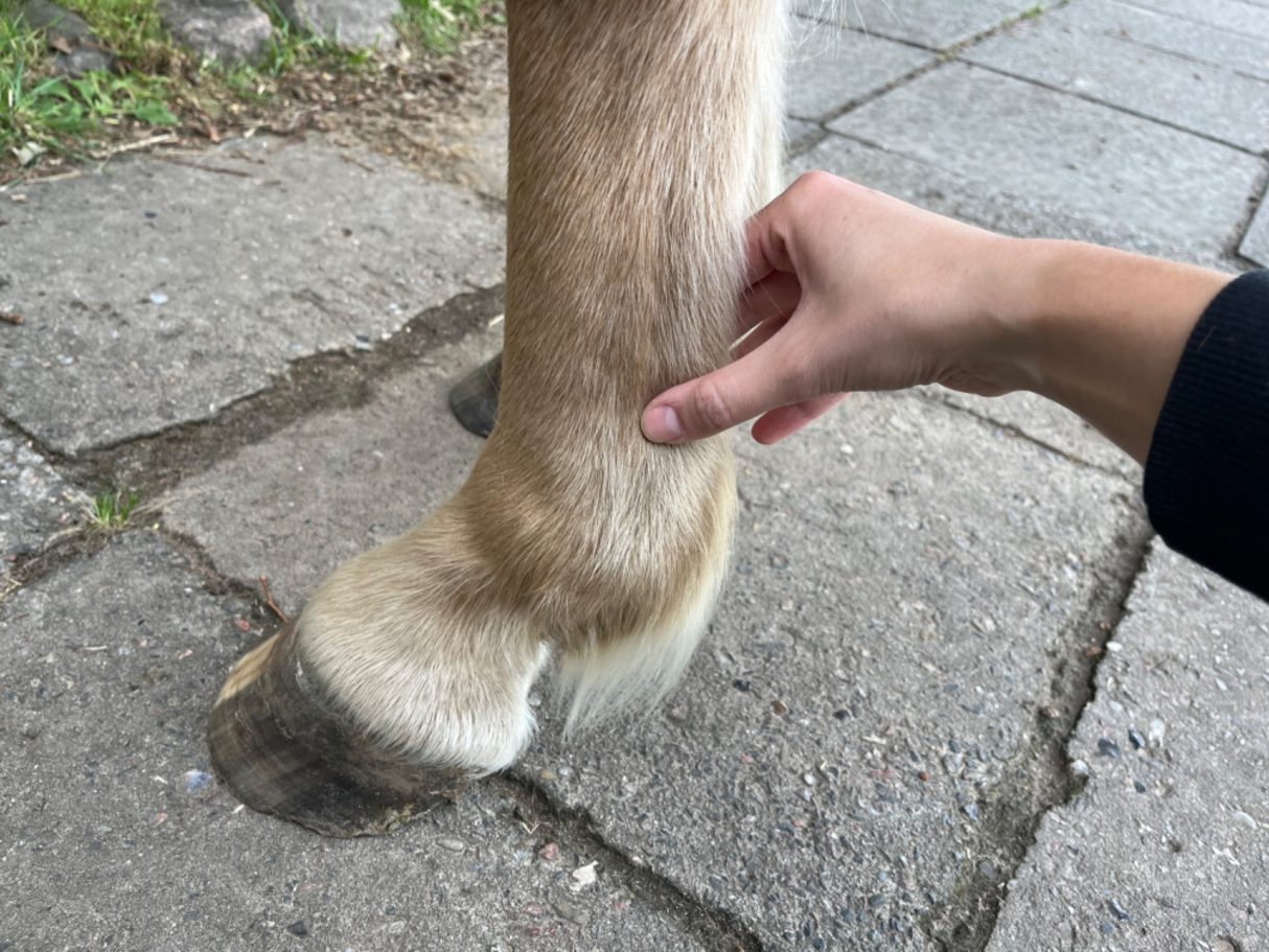Palpation am Bein ist Teil der physiotherapeutischen Untersuchung