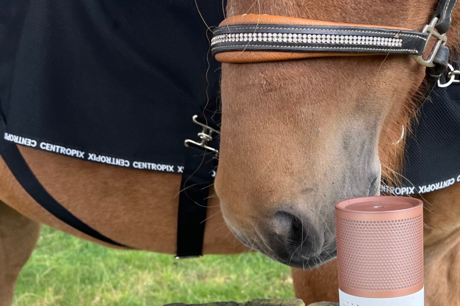 Pferd bei der Therapie mit Magnetfelddecke und ätherischen Ölen